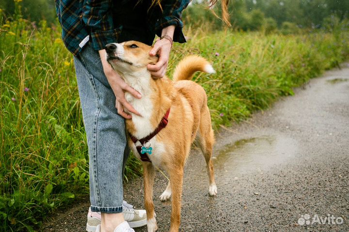 Кинолог - зоопсихолог