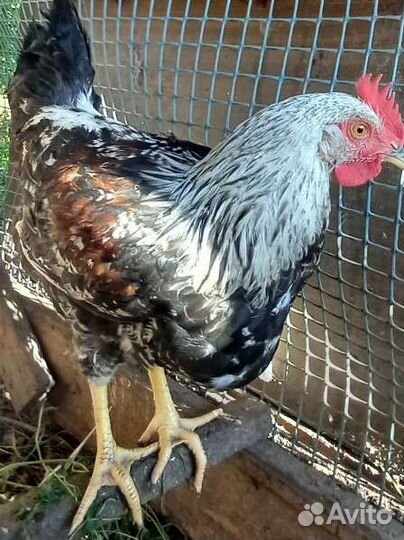 Петухи загорско лососевые