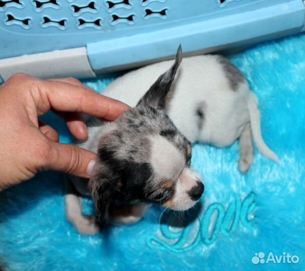 Чихуахуа щенки под резерв и в наличии