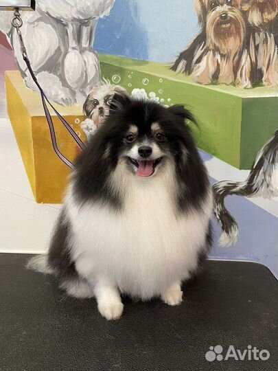 Грумер кошек/ собак