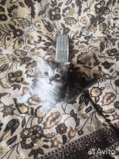 Кошка в дар