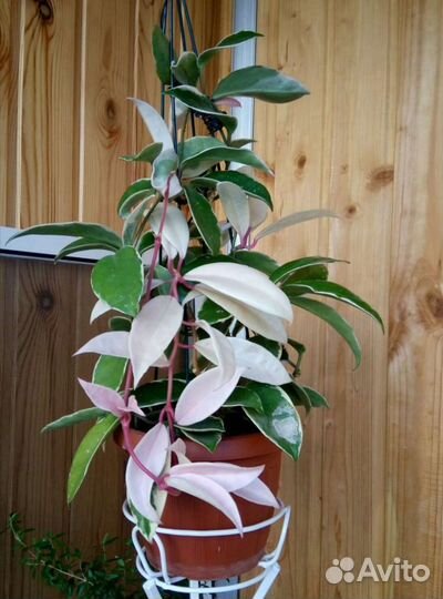 Набор хой N 2 из 8, 16 или 30 видов