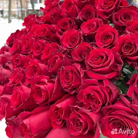 Длинные высокие розы 110 150 160 180 200 см