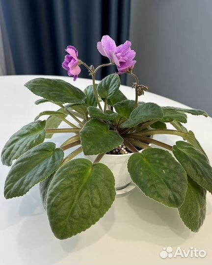 Фиалка цветущая в горшке