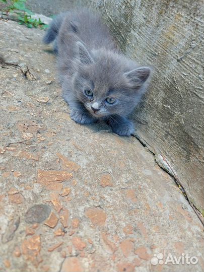 Котики в добрые руки бесплатно