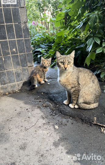 Котята бесплатно