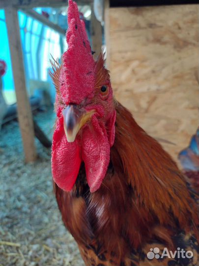 Петушки Борковская Барвистая, Кучинская,Маран ч/м