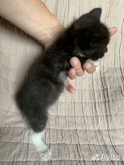 Черный котенок