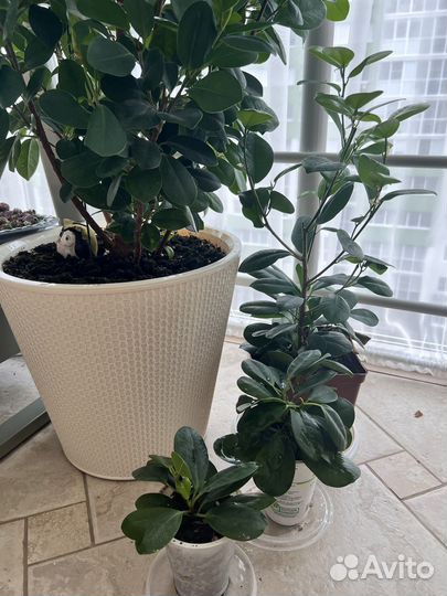 Фикус мокламе