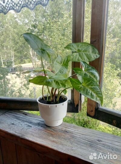 Отдам комнатные цветы в дар без горшков