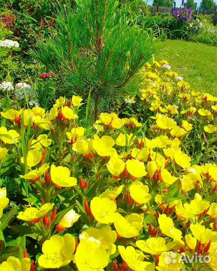 Растения для сада многолетние