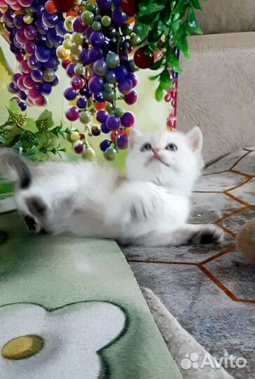 Шотландские золотые котята