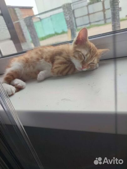 Кошки в добрые руки