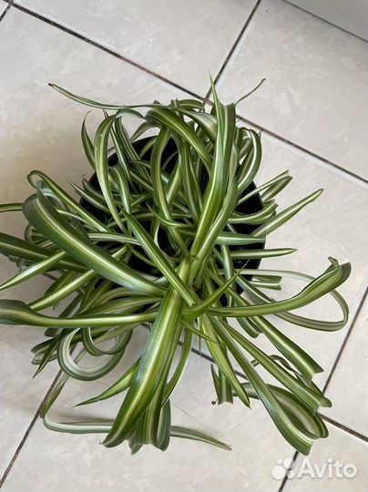 Хлорофитум