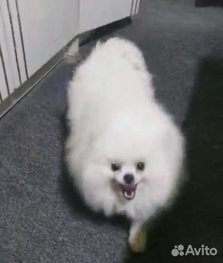 Шпиц белая девочка