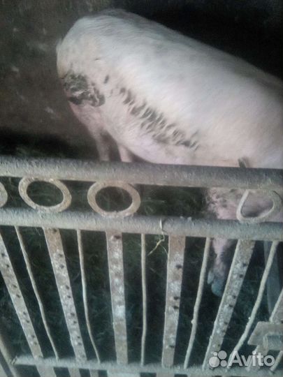 Хряк на племя