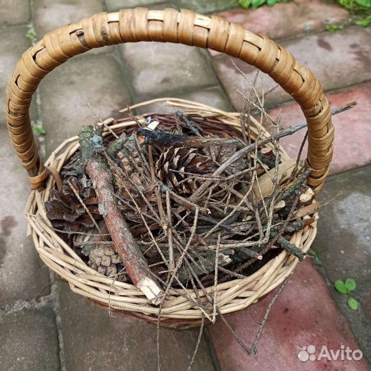 Шишки сосновые