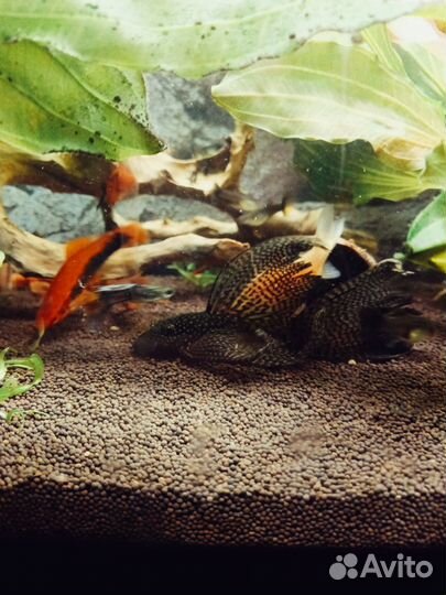 Аквариумные рыбки и не только