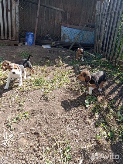 Продам щенков русской пегой гончей