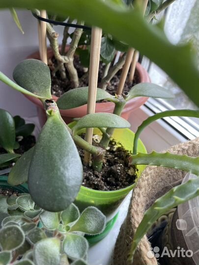 Толстянка комнатные цветы