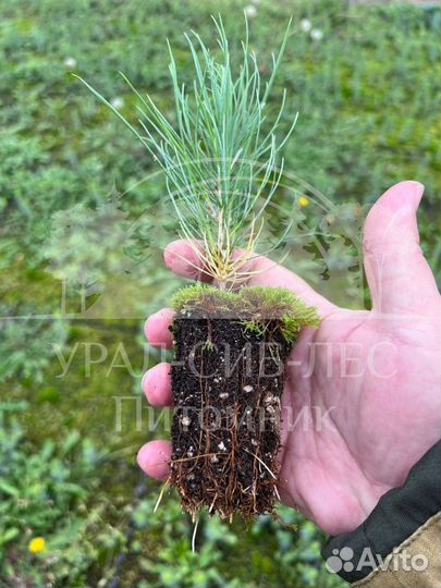 Лиственница Сибирская зкс сеянцы для лесовосстанов