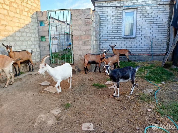 Продам дойных коз