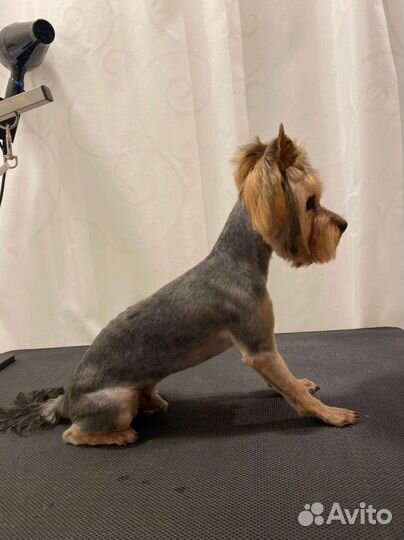 Йоркширский терьер вязка мальчик