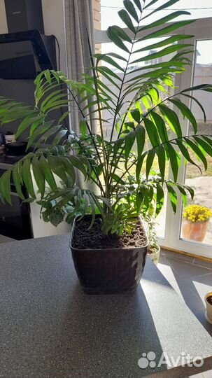 Комнатные цветы