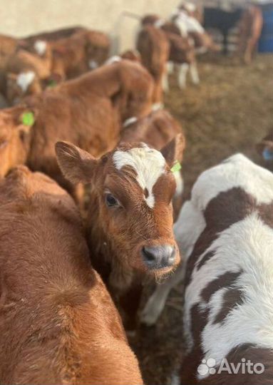 Крс телята бычки с быстрой доставкой
