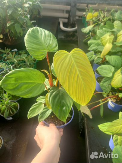 Филодендроны