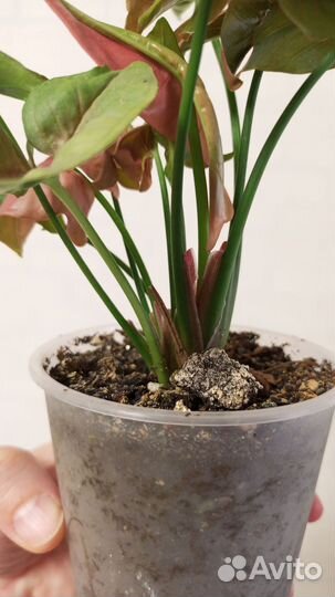 Сингониум розовый в стакане 0.5 л