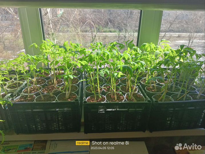 Рассада помидор