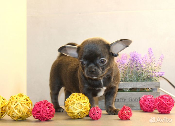 Чихуахуа мальчик