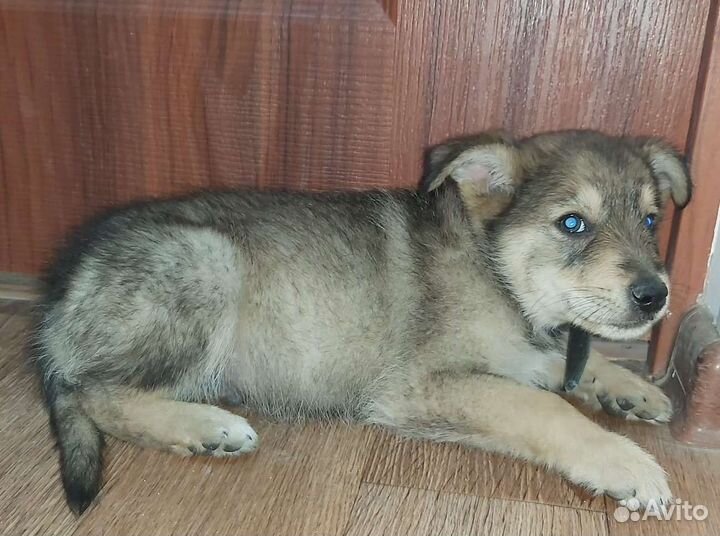 Щенок в добрые руки бесплатно