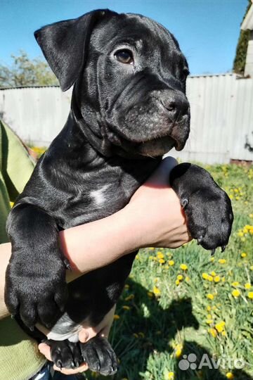 Американский булли щенки