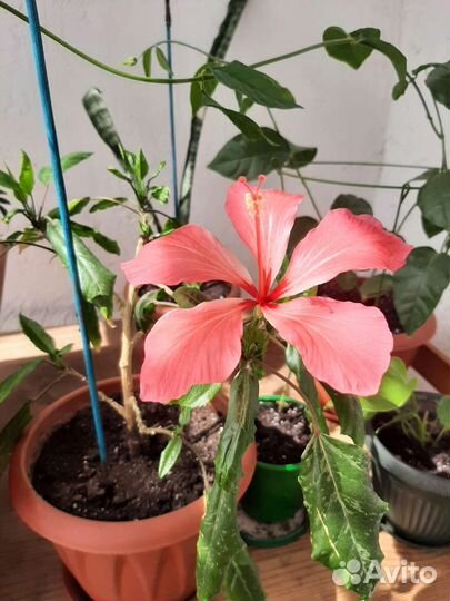 Гибискус Пестролистый