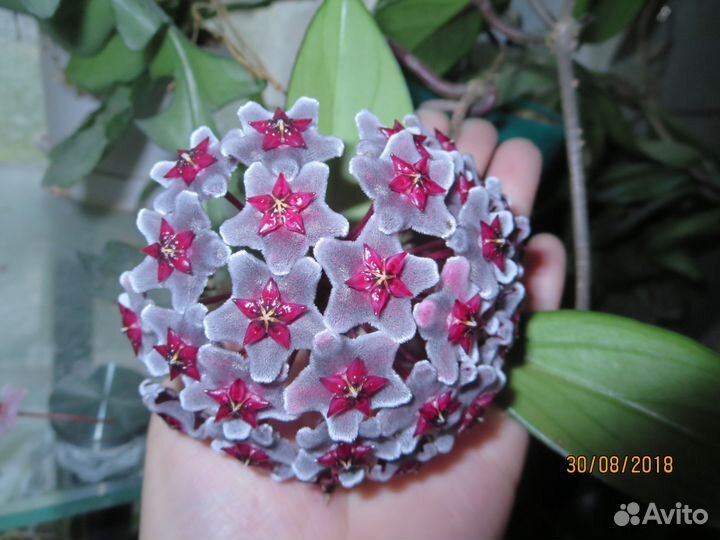 Хойя pubiсаlух Red Вuttоns, черенки