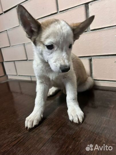 Щенки. мальчики и девочки. С Ушами.) В добрые