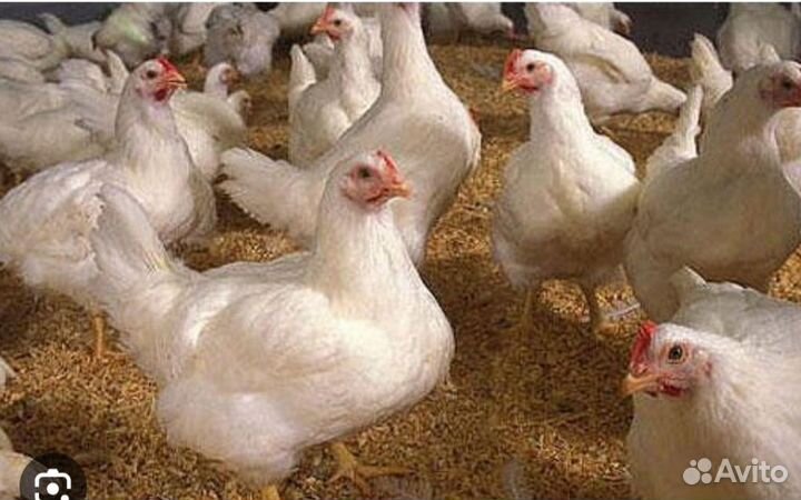 Куры несушки, куры молодняк