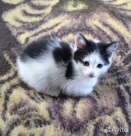 Котенок стерелизуем