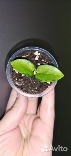 Хойя новинки