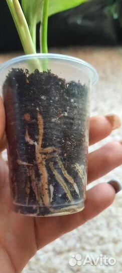 Эпипремнум Мрбл Квин, Сциндапсус Мунлайт