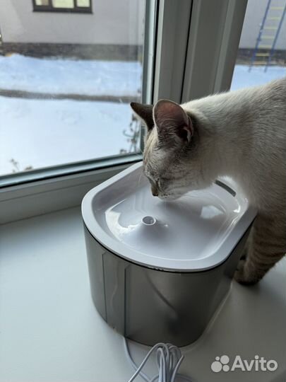 Автоматическая кормушка для кошек и поилка