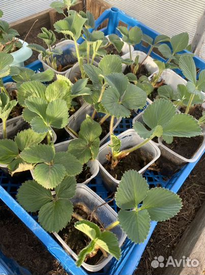 Усы клубники