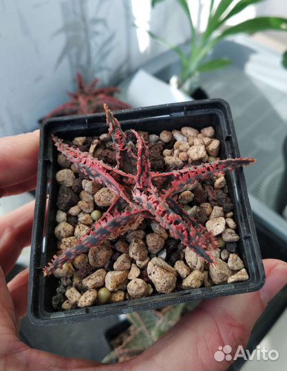 Коллекционные культивары алоэ. Суккуленты