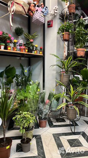 Комнатные домашние растения