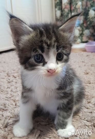 Котята сибурмята