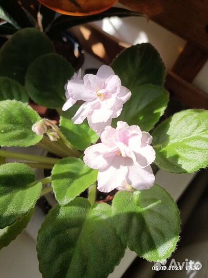 Сенполии сортовые Фиалки