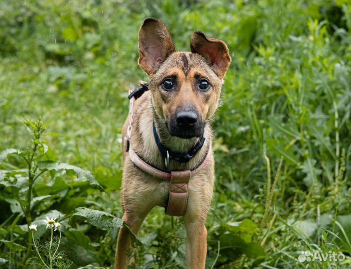 Слепышке тяжело жить без семьи