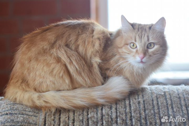 Рыжая девочка Пуша